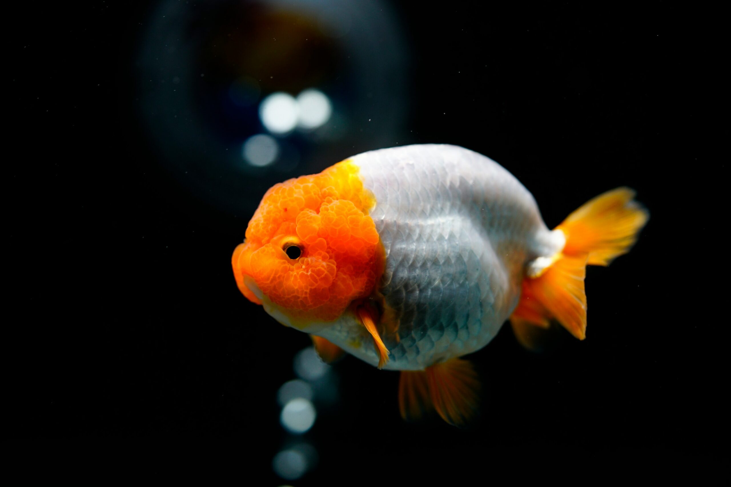 a goldfish swimming in water
